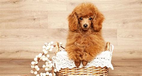 minipuddel|Miniature Poodle Traits, Care and Personality